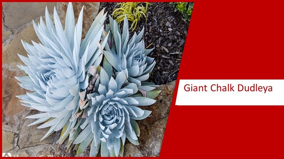 Giant Chalk Dudleya | different types of succulents plants