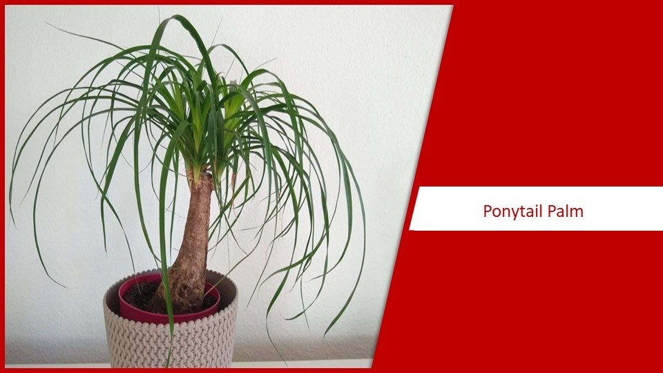 Ponytail Palm | different types of succulents 