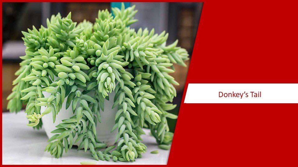 Donkey's Tail | different types of succulents plants