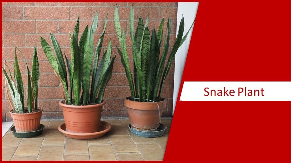 Snake Plant | different types of succulents plants