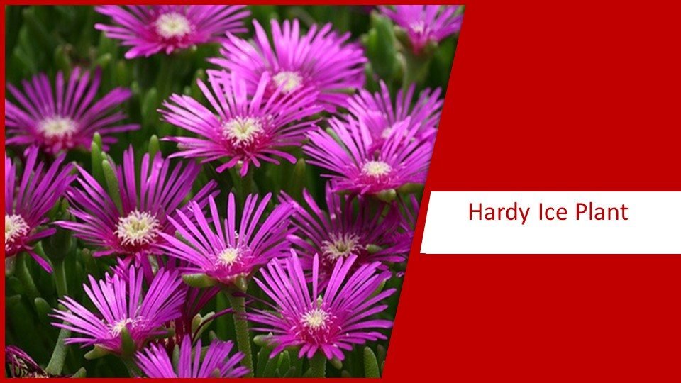 Hardy Ice Plant | different types of succulents plants