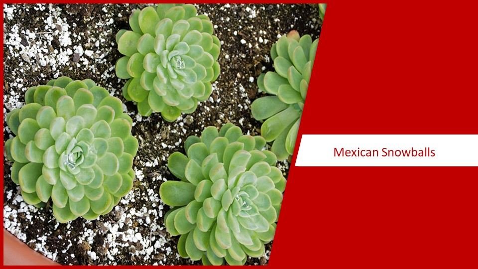 Mexican Snowball | different types of succulents plants