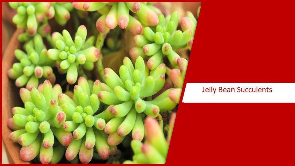 Jelly Bean Succulents | different types of succulents plants