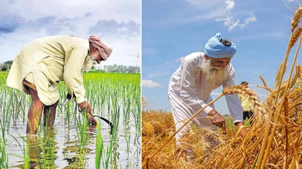 Rice and Wheat Farming in India | is farming profitable in India?