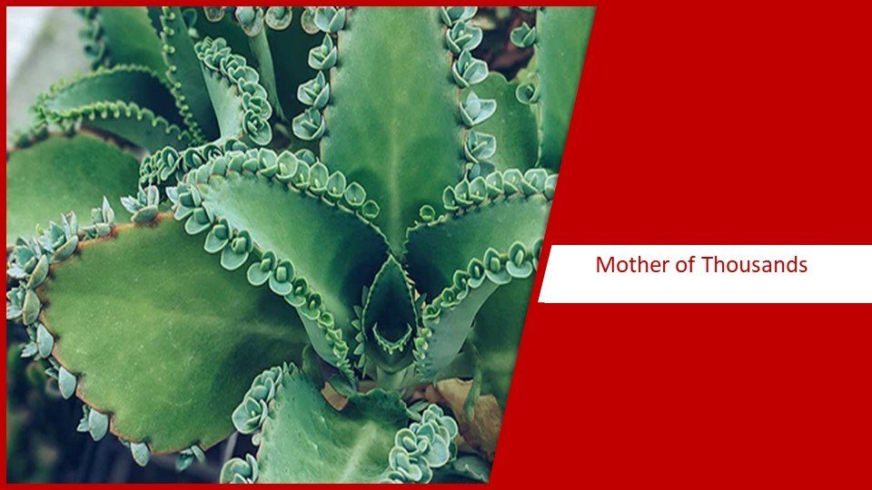 Mother of Thousands | different types of succulents plants