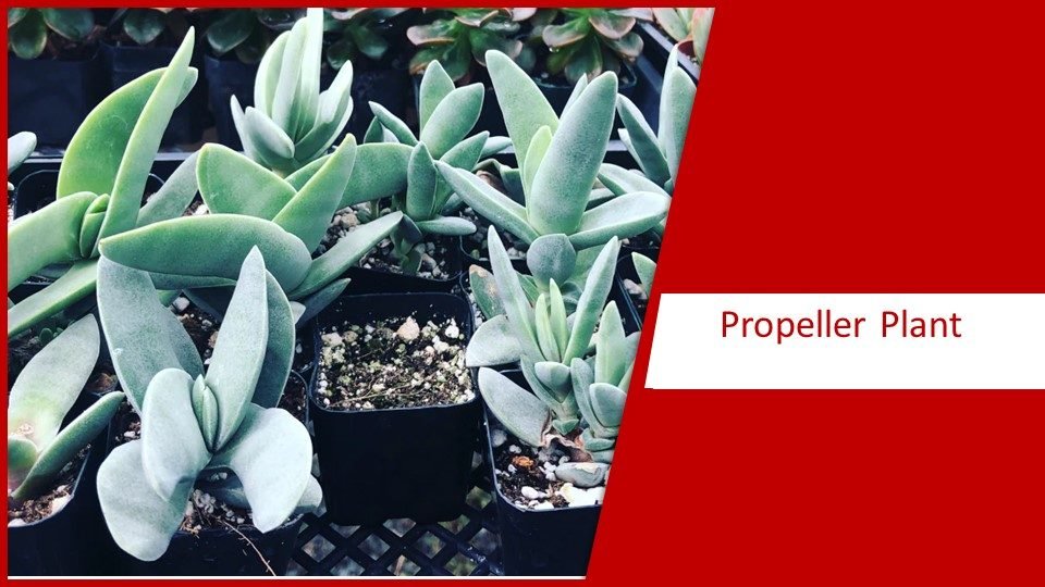 Propeller Plant | different types of succulents plants