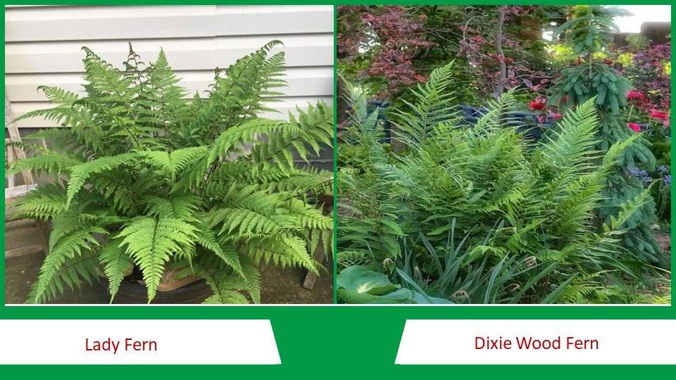 Lady Fern and Dixie Wood Fern | Types of Fern plants