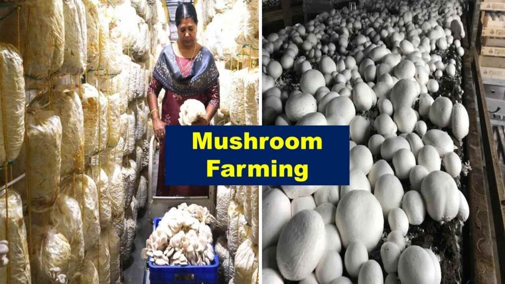 Mushroom farming | Is farming profitable in India?