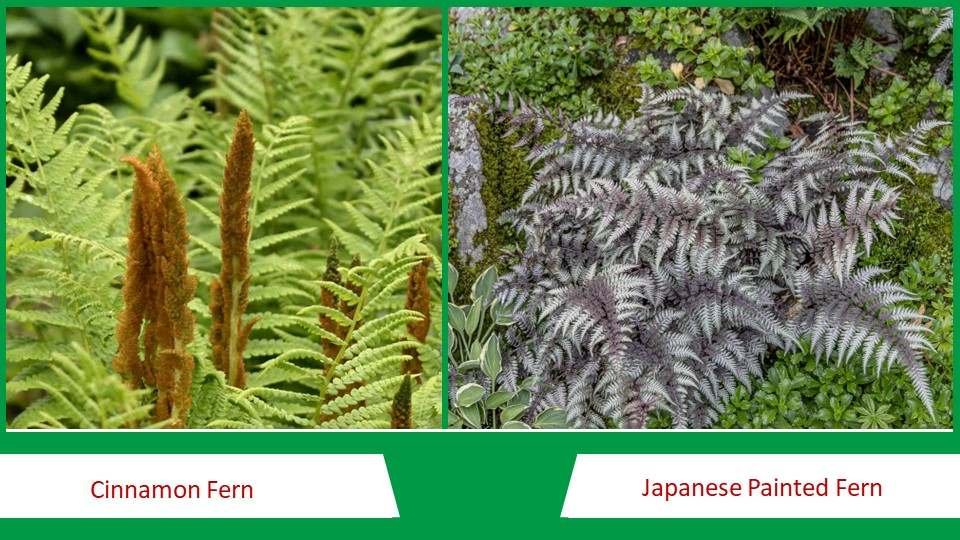 Cinnamon Fern and Japanese Painted Fern | Types of Fern 
