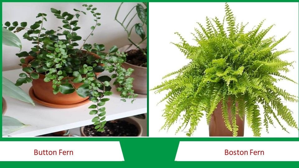 Button Fern and Boston Fern | Types of Ferns