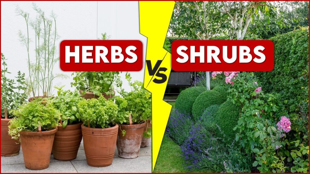 Difference Between Herbs And Shrubs