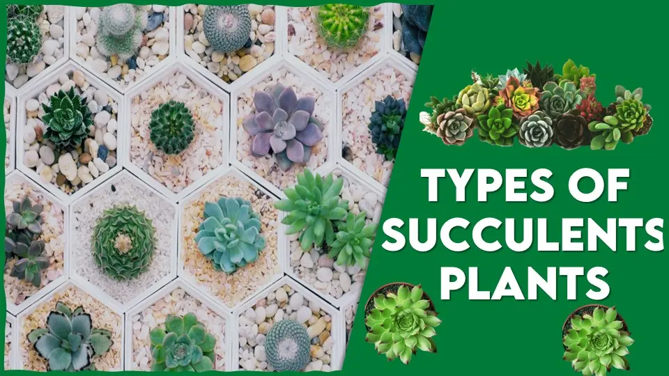 Different Types of Succulents Plants
