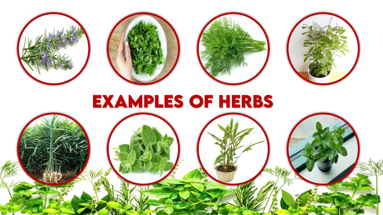 Examples of Herbs