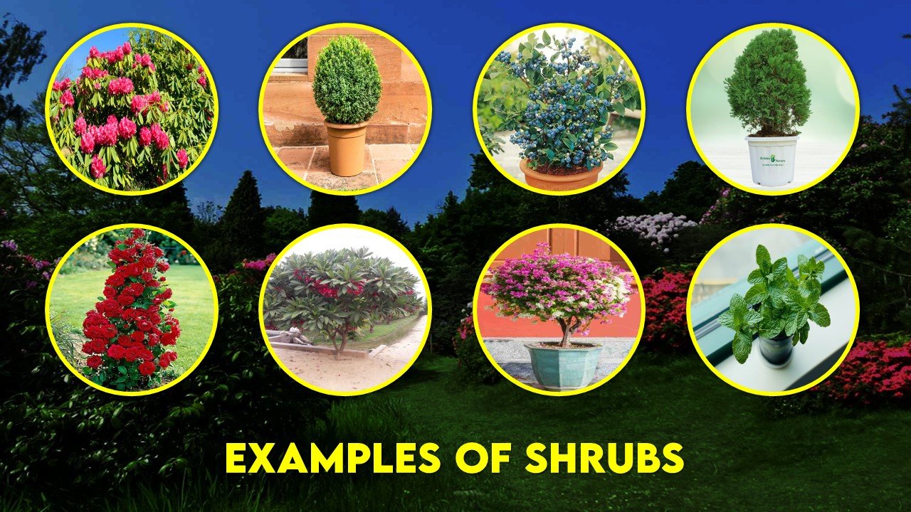 Examples of Shrubs
