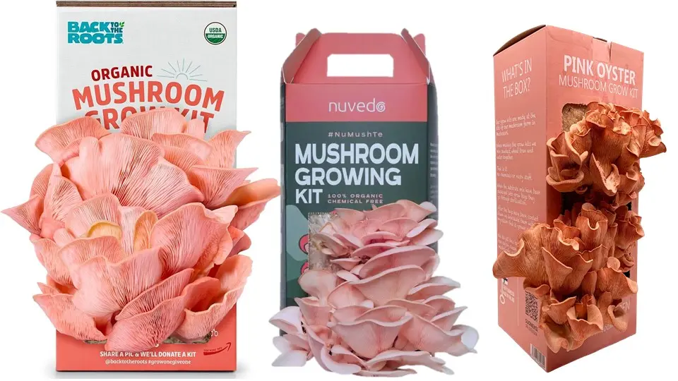 Grow Pink Oyster Mushroom Ready to Grow Kit