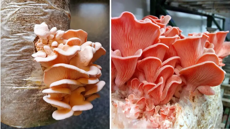 Grow Pink Oyster Mushroom
