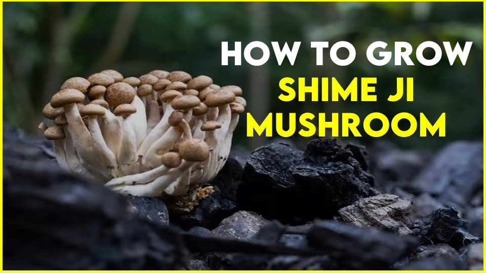 How to Grow Shimeji Mushrooms