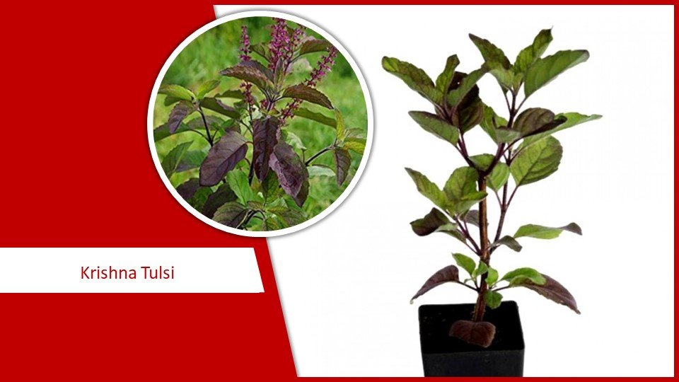 Krishna Tulsi | Types of Tulsi plant