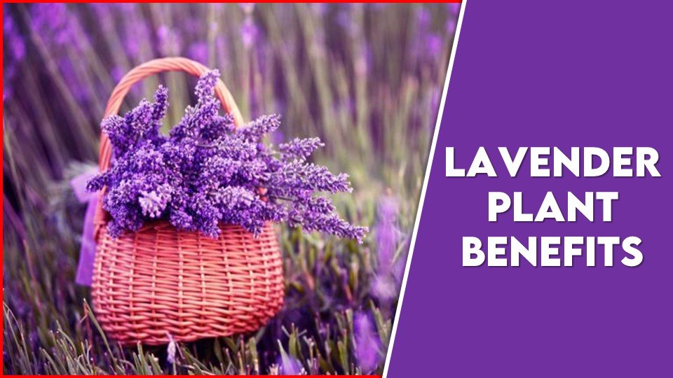 Lavender Plant Indoor Benefits