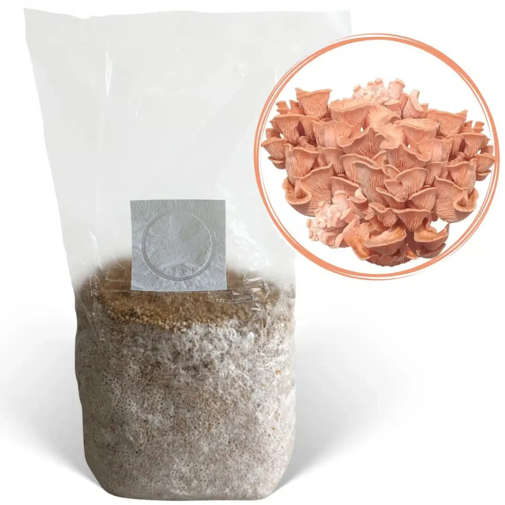 Spawn | How to grow Pink Oyster Mushroom