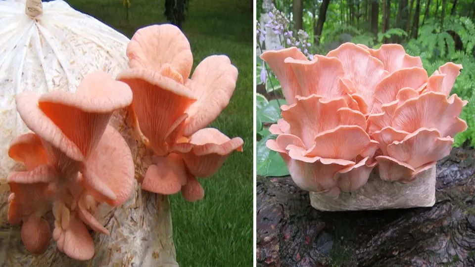 How to Grow Pink Oyster Mushroom
