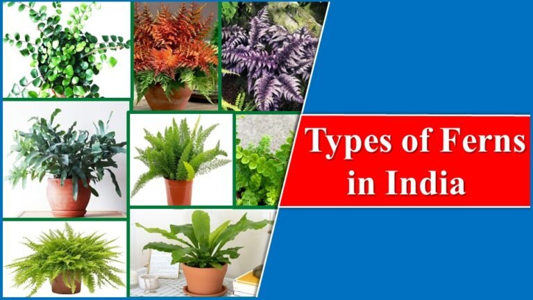 Types of Ferns