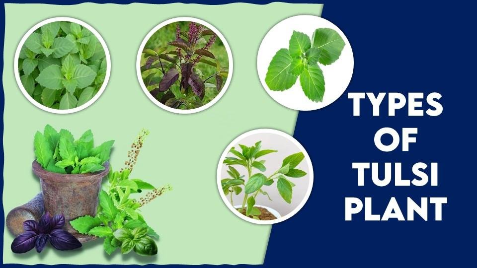 Types of Tulsi Plant (1)