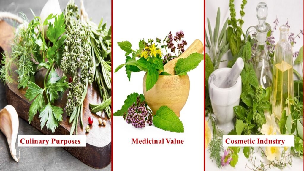 Uses of Herb