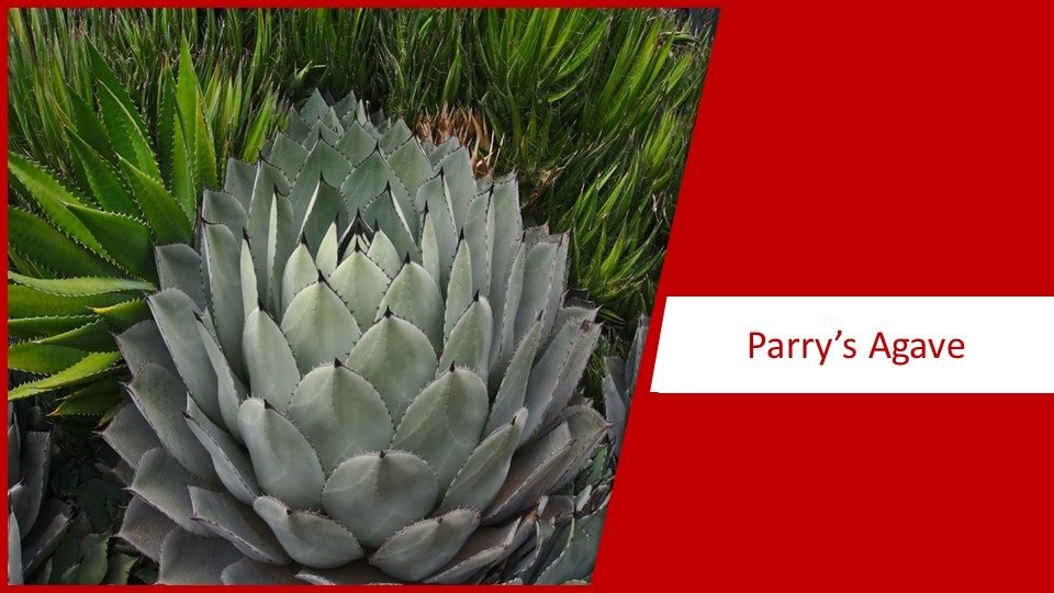 Parry's Agave | different types of succulents plants