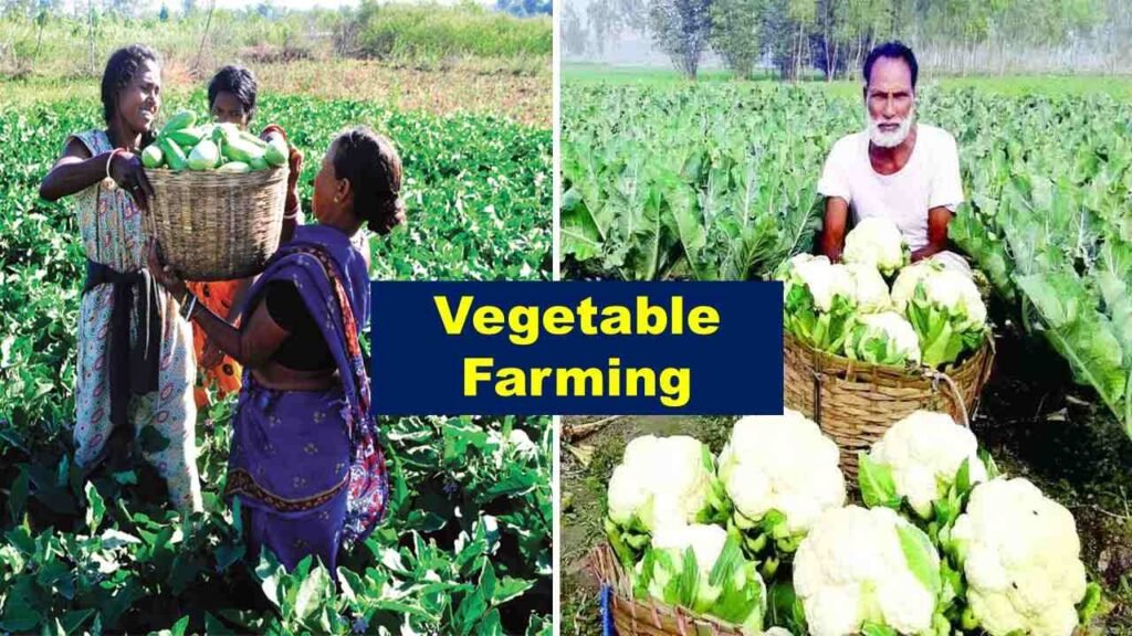 Vegetable farming | Is farming profitable in India?