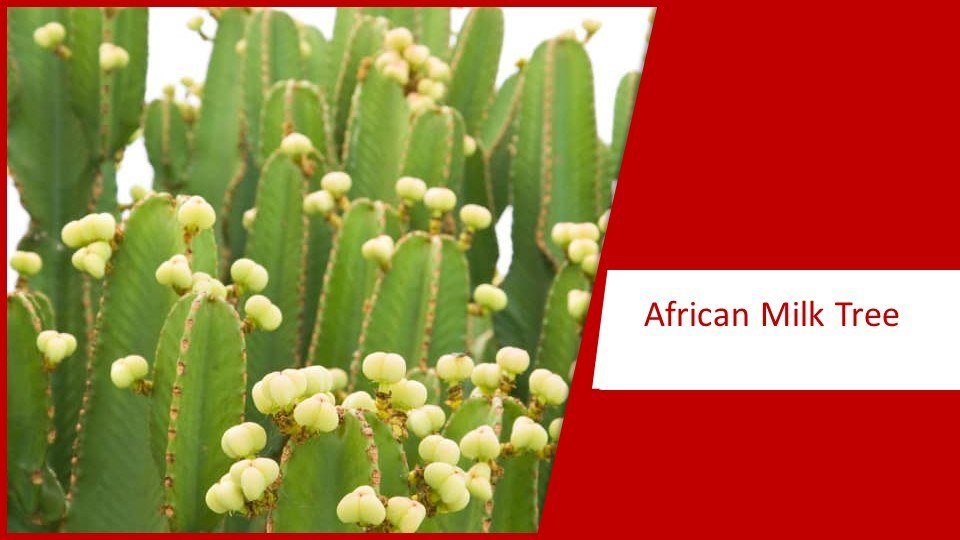 African Milk Tree | different types of succulents plants