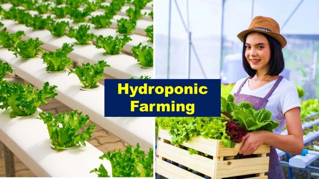 Hydroponic Farming | Is farming profitable in India?