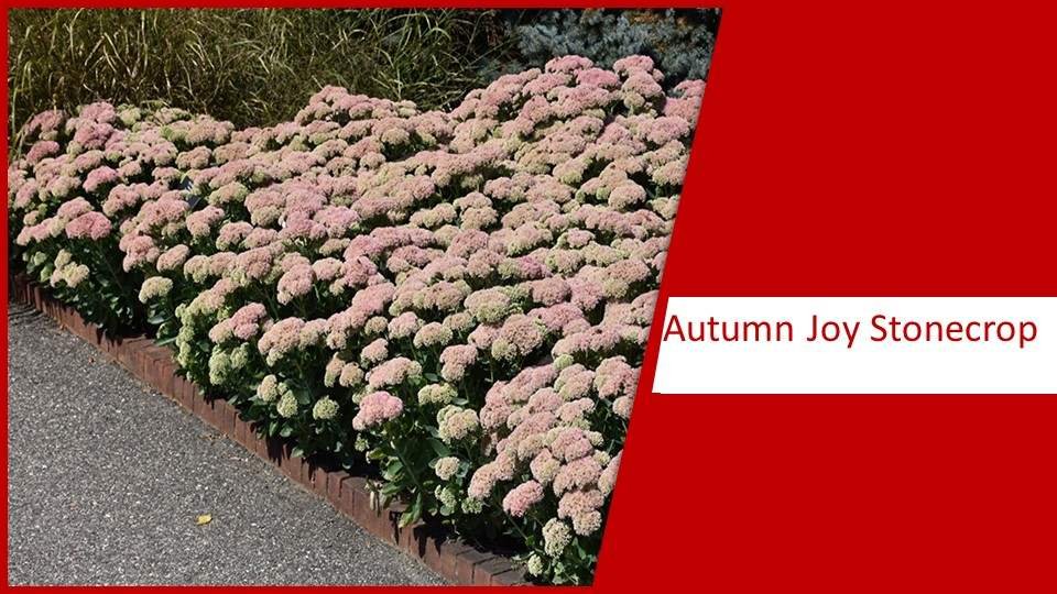 Autumn Joy Stonecrop | different types of succulents plants