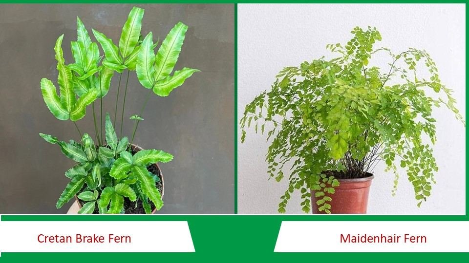 Cretan Brake Fern and Maidenhair Fern | Types of Ferns 