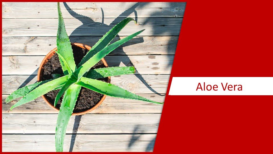 Aloe Vera | different types of succulents plants