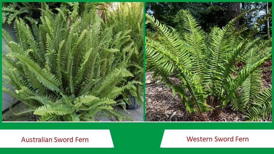 Australian Sword Fern and Western Sword Fern  | Types of Fern