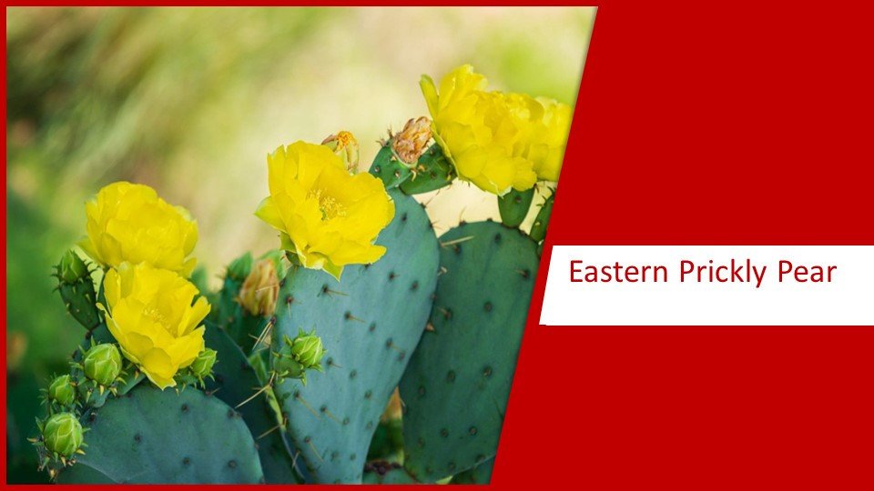 Eastern Prickly Pear | different types of succulents plants