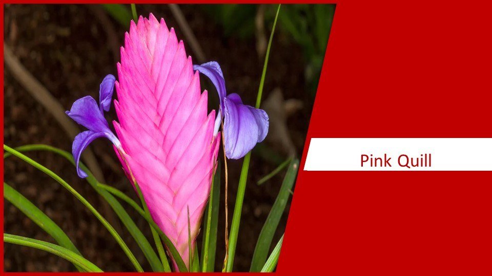 Pink Quill | different types of succulents plants