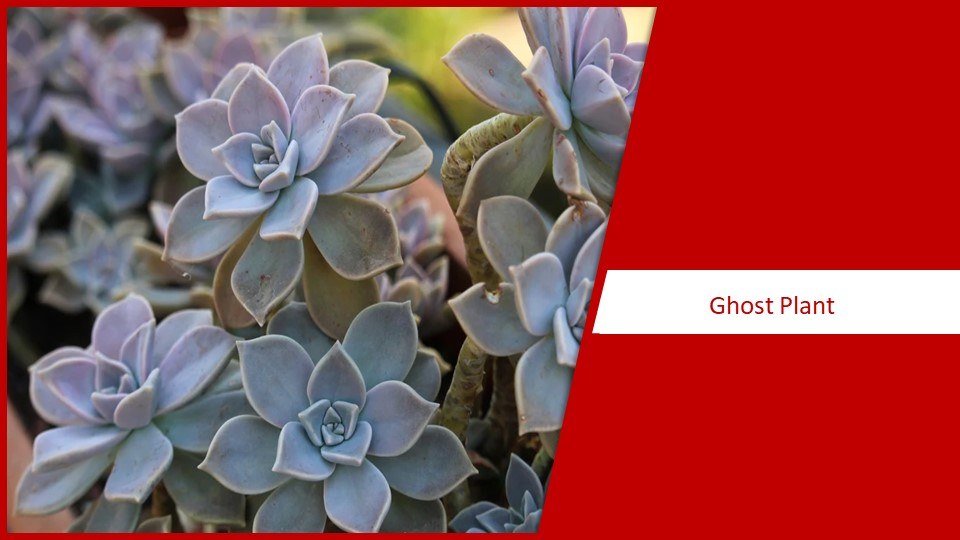 Ghost Plant |  types of succulent
