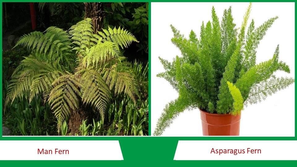 Man Fern and Asparagus Fern | Types of Fern plants