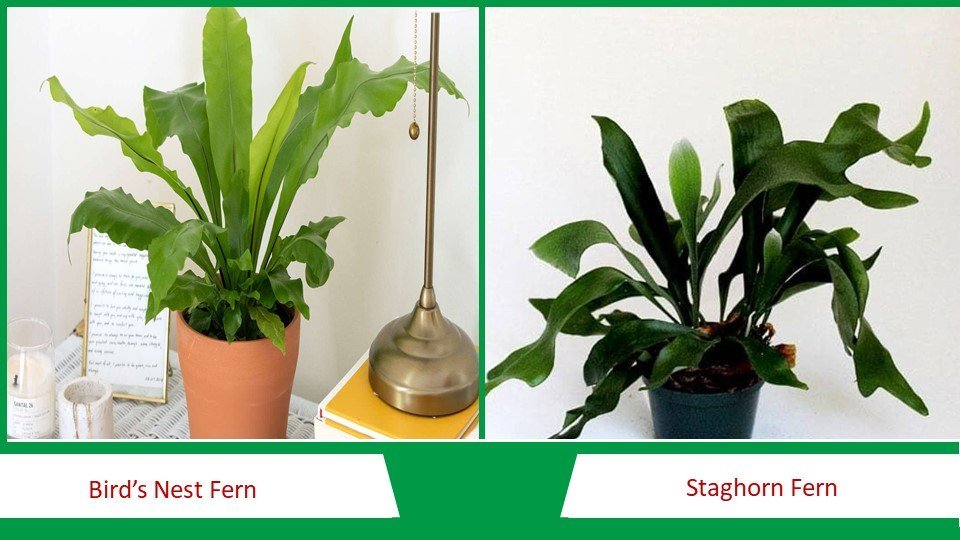 Bird's Nest Fern and Staghorn Fern | Types of Fern plants 