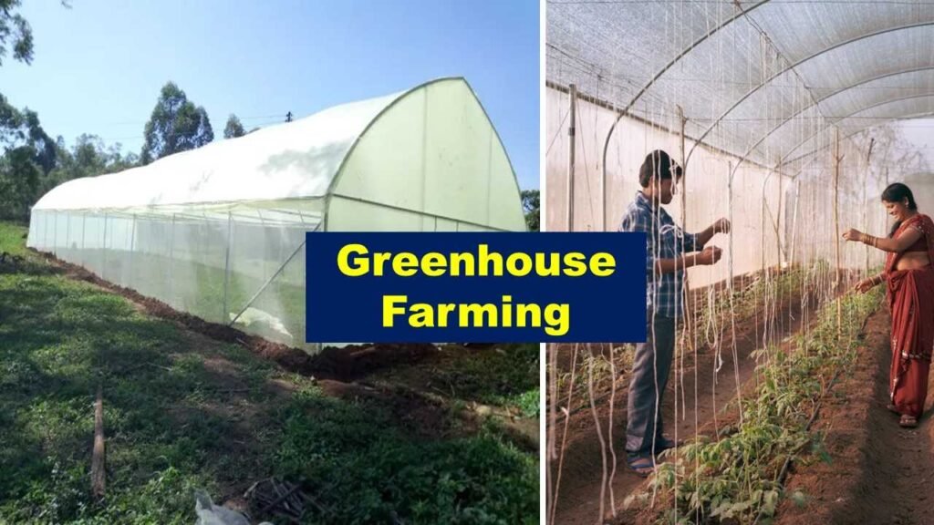 Greenhouse farming | Is farming profitable in India?