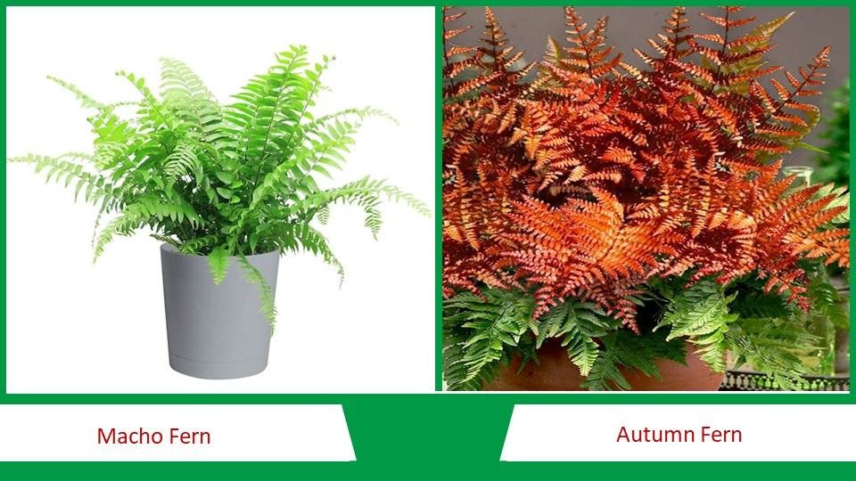 Macho Fern and Autumn Fern | Different Types of Ferns