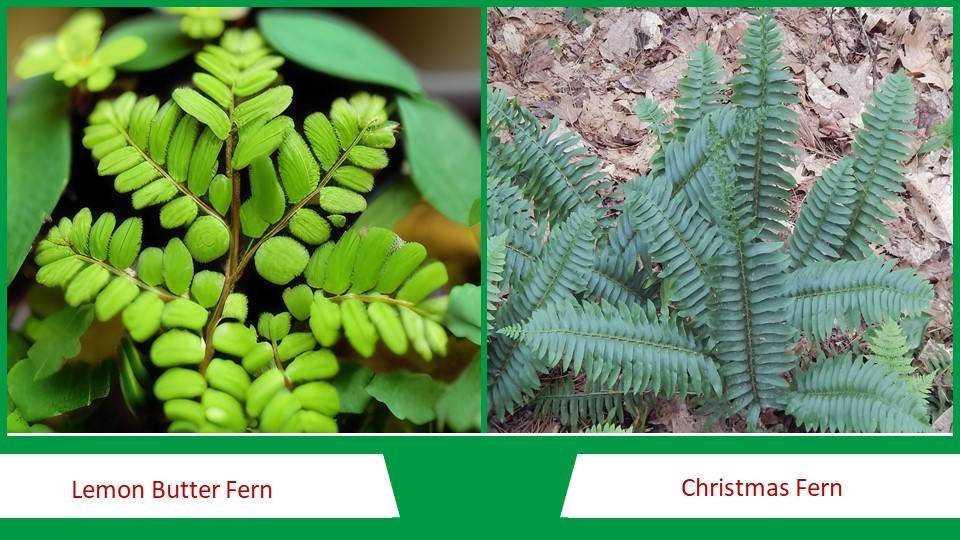 Lemon Butter Fern and Christmas Fern | Types of Ferns