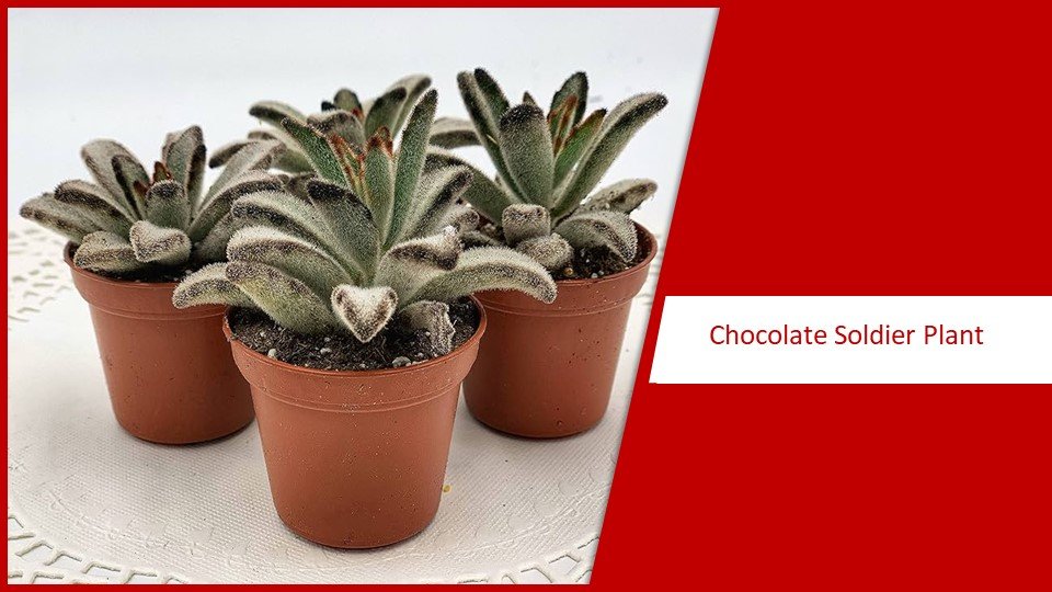 Chococlate Soldier Plant-  types of succulents 
