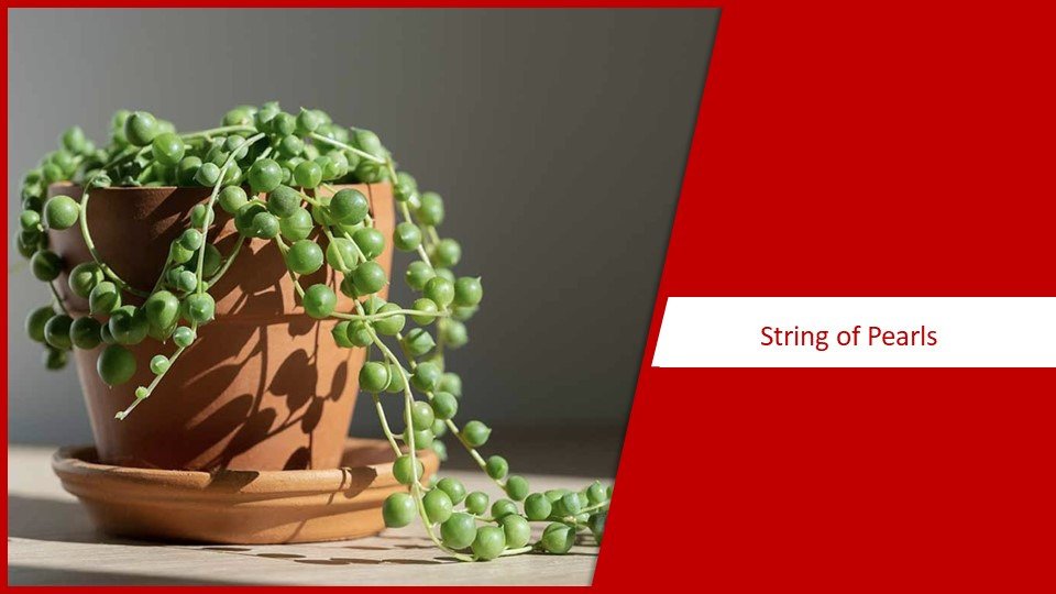 String of Pearls | different types of succulents plants