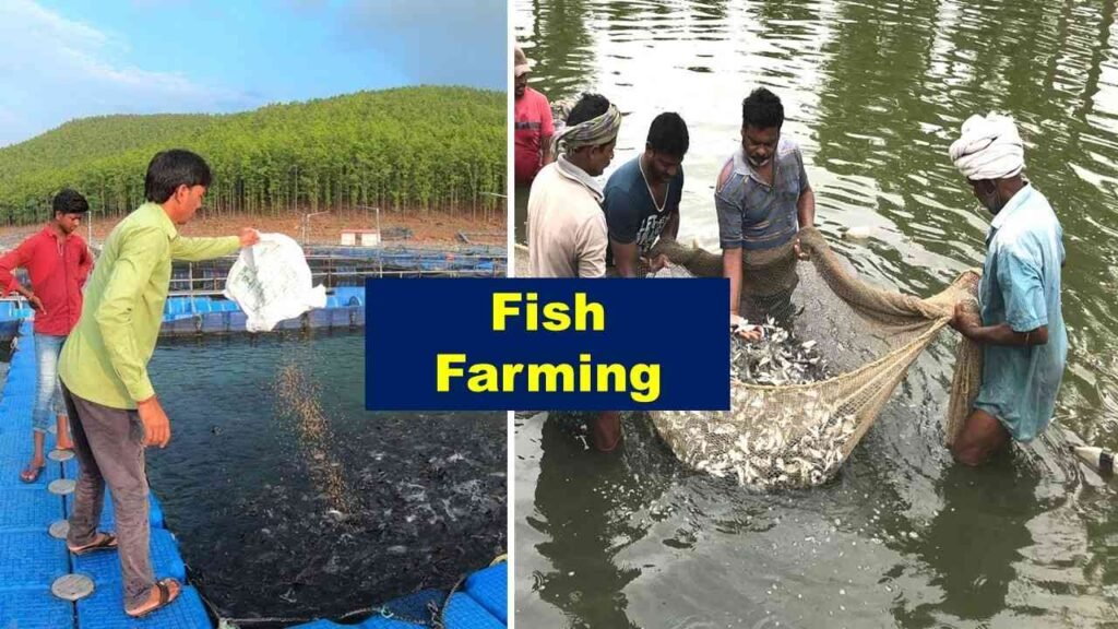 Fish farming | Is farming profitable in India?