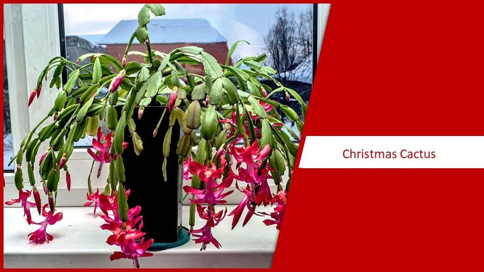 Christmas Cactus succulent plant species