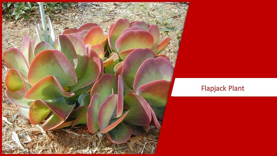 Flapjack Plant succulent plant species