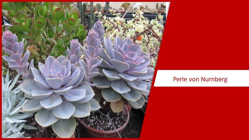 Perle von Nurnberg - types of succulents plants